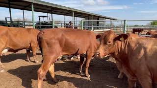 DESTETANDO NUESTROS BECERROS EN RANCHO LOS LOBOS BEEFMASTER [upl. by Eniamrahs]