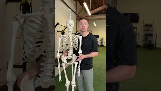 Stop Blaming Your Psoas amp Hip Flexors Do This Instead backpain posture stretch pain mobility [upl. by Duster430]