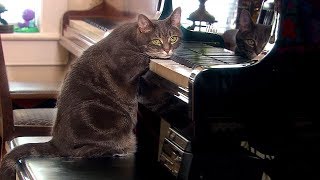 Why Do Cats Purr  Nora  Extraordinary Animals  BBC Earth [upl. by Reginauld492]