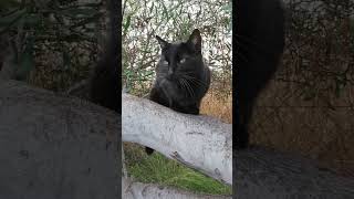 The wonderful meowing of a black cat meowing meow cat shorts animal [upl. by Delbert]