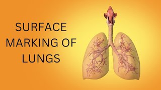 SURFACE MARKING OF LUNGS [upl. by Elleiad]