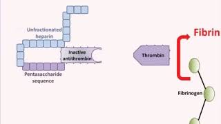 Heparin Mechanism of action [upl. by Kauffman]