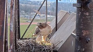 Arthur Arrives To Add A Long Stick To The Redtailed Hawk Nest – Feb 9 2024 [upl. by Nosde]