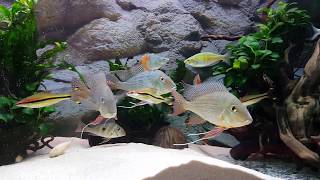 Geophagus Altifrons amp winemilleri community fish tank [upl. by Prevot230]