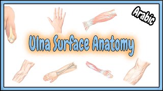 11 Ulna Surface Anatomy  عربي [upl. by Lougheed606]