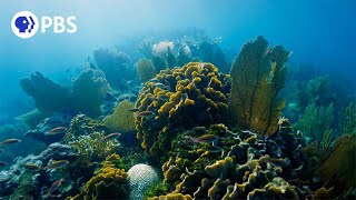 Miraculous Comeback How This Coral Recovered From Bleaching [upl. by Stoat186]