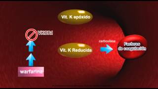 Farmacocinetica Warfarina [upl. by Rye]