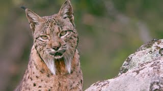 The Elusive Iberian Lynx  Wild Stories  BBC Earth [upl. by Annola]