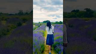 Mayfield Lavender Farm lavender mayfield lavenderfarm uk ukmalayali trendingshorts [upl. by Aioj]