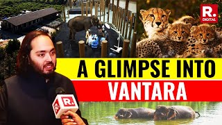 Inside Vantara Anant Ambani Led 3000 Acre Animal Rescue Care Facility In Jamnagar  Watch [upl. by Ern248]