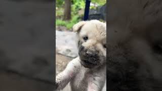 la historia de este pequeño perro es conmovedora gatos mascotas tierno animaleshermosos pets [upl. by Rolat]