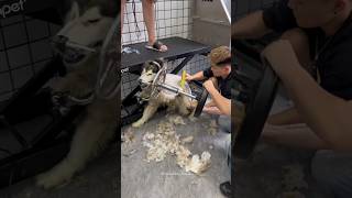 Grooming Aggressive Ferious Husky Impossible Challenge 😮‍💨🥵 shorts pets dog trending funny [upl. by Dennett497]