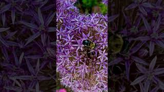 Allium giganteum gardening [upl. by Barnebas]