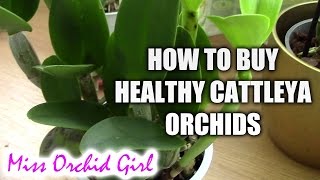 How to recognize sick or healthy Cattleya orchids  Tips for buying healthy orchids [upl. by Fallon]