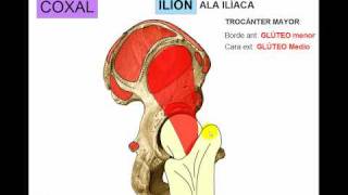 OSTEOLOGIA DE MIEMBRO INFERIOR 1 [upl. by Anyd]