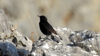 Black Wheatear Oenanthe leucura [upl. by Chapell140]