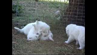 Maremma sheepdog pups play behaviour [upl. by Macur]