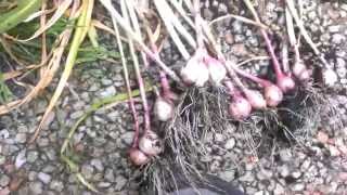 Zelf thuis Knoflook kweken DIY Grow your own garlic [upl. by Aneeg]