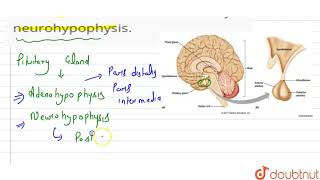 Name the hormones released by neurohypophysis [upl. by Nura442]