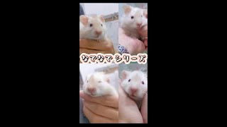 長毛 ゴージャスなサテン ・ブロンドのはむ Satin Long haired blonde hamster pets ペット 癒し ハムスター [upl. by Carmella]