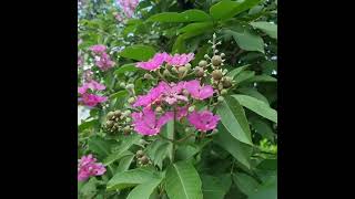 lagerstroemia speciosa [upl. by Albur]