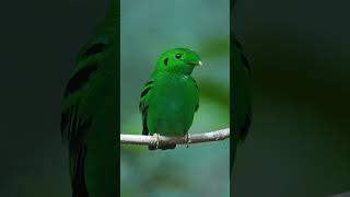 Green broadbill Calyptomena viridis [upl. by Werdnaed]