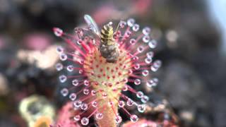 Sundew Carnivorous Plant Eating Fly 4K Timelapse [upl. by Eisse]