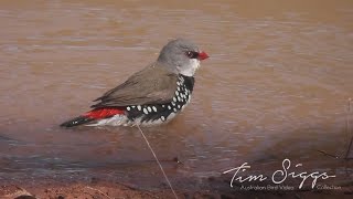 Diamond Firetail Stagonopleura guttata HD Video clip 1  1 [upl. by Hamitaf]