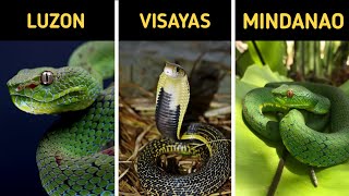 TOP 10 Venomous Snakes in the Philippines You Should Know EARTHGENT [upl. by Lewellen11]