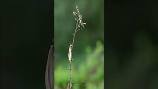 Empusa hedenborgii Mantis amp Antlion macrophotography macro insects photography photooftheday [upl. by Eetsud33]