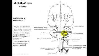 VÍDEO AULA DE CEREBELO PARTE 2 CONEXÕES [upl. by Zolnay]