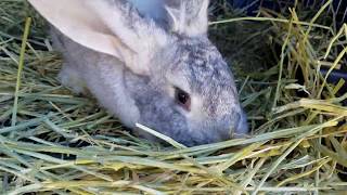 Flemish Giant Rabbit Building a Nest [upl. by Ednalrym]