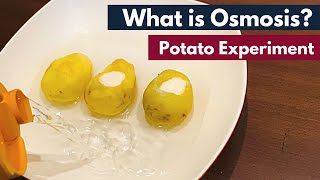 Osmosis What is Osmosis  Definition  Osmosis using Potato  Biology [upl. by Sset]