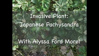 Invasive Plant Japanese Pachysandra [upl. by Evars333]