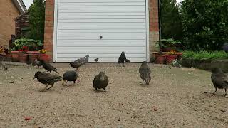 Starlings  Summer 2024  So cute Even Mamas feeding fledglings  birds [upl. by Airehs680]