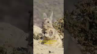 Viscacha The Charming HighAltitude Rodent of the Andes Mountains [upl. by Flieger]