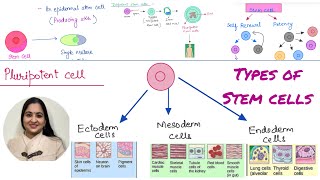 Types of stem cells Totipotent vs pluripotent vs multi potent vs oligopotent vs unipotent [upl. by Coppock]