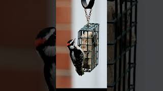 Downy Woodpecker [upl. by Estelle468]