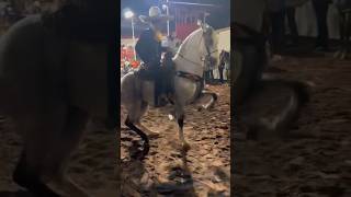 Caballo bailador de Elite [upl. by Ahseal]