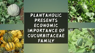 Economic Importance of Cucurbitaceae Family And some facts [upl. by Jarrett]