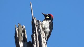 Acorn Woodpecker Scout on Duty in Del Monte Forest [upl. by Hsekar]