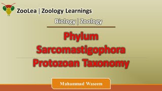 Phylum Sarcomastigophora Protozoan Taxonomy  ZooLea  Lesson 4  Biology Zoology [upl. by Neelyahs653]