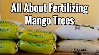 All About Fertilizing Mango Trees [upl. by Niwred]