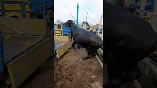 মহিষের এ কি অবস্থা buffalo bigbuffalo buffalorun smallbuffalo buffalovideo youtubeshorts [upl. by Malcom270]