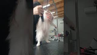 Grooming a pomeranianPomeranianGroomingDogs [upl. by Gruver]