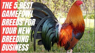 The 5 Best Gamefowl Breeds for Your Breeding Business [upl. by Hareehahs493]