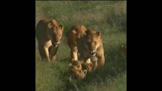 baby lion Adorable lion cubs having fun [upl. by Mirilla]