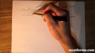 MCAT Biology Lecture Peptide vs Steroid Hormone [upl. by Leese]