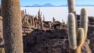 Altiplano boliviano [upl. by Leor21]