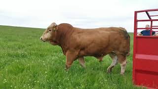 Limousin bull 22 months [upl. by Ishii]